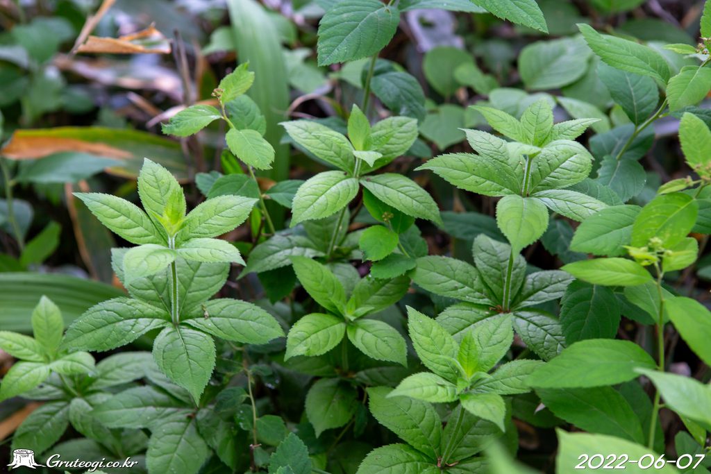 Veronicastrum sibiricum leaf