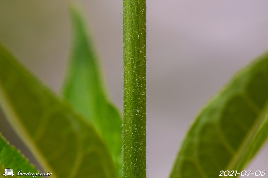 Veronicastrum sibiricum stem