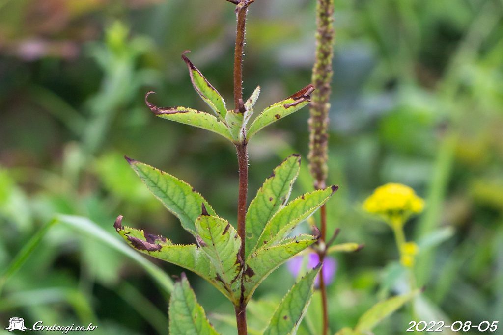 Veronicastrum sibiricum stem