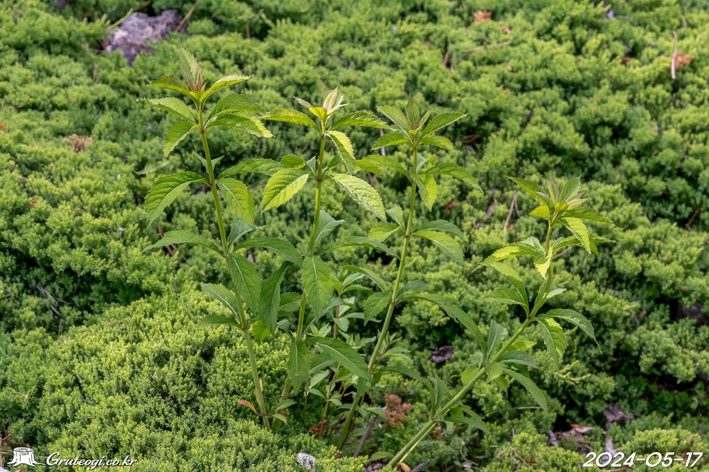 Veronicastrum sibiricum stem