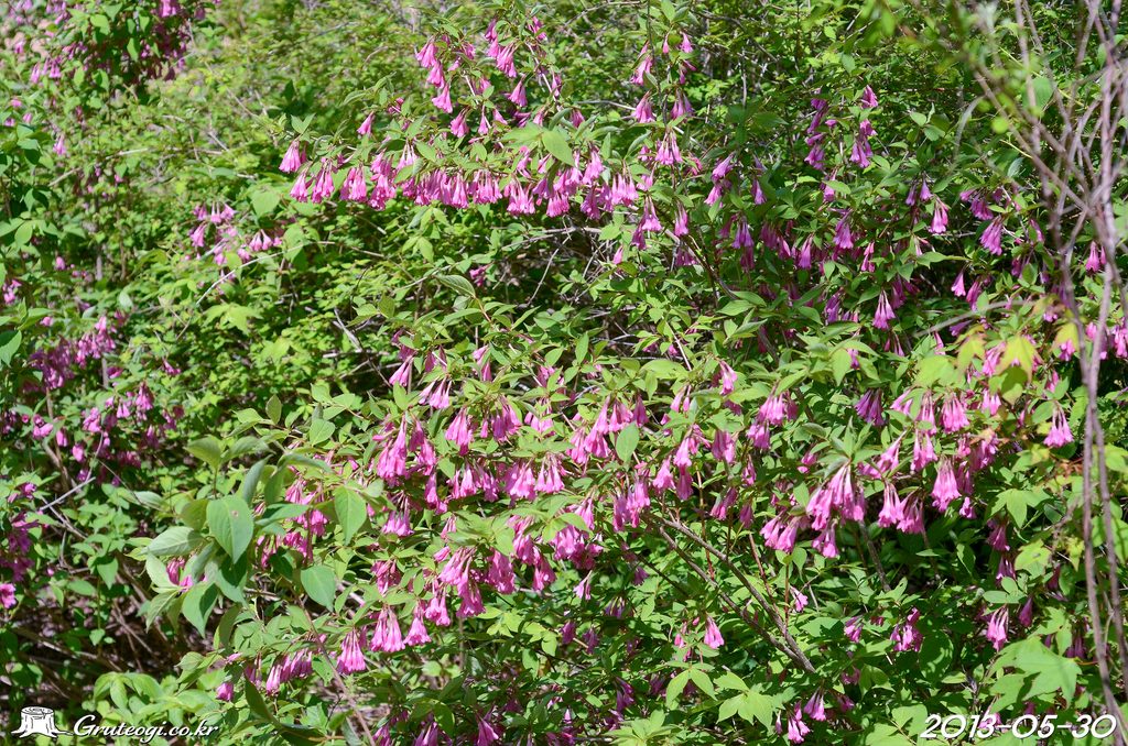 Weigela florida flower