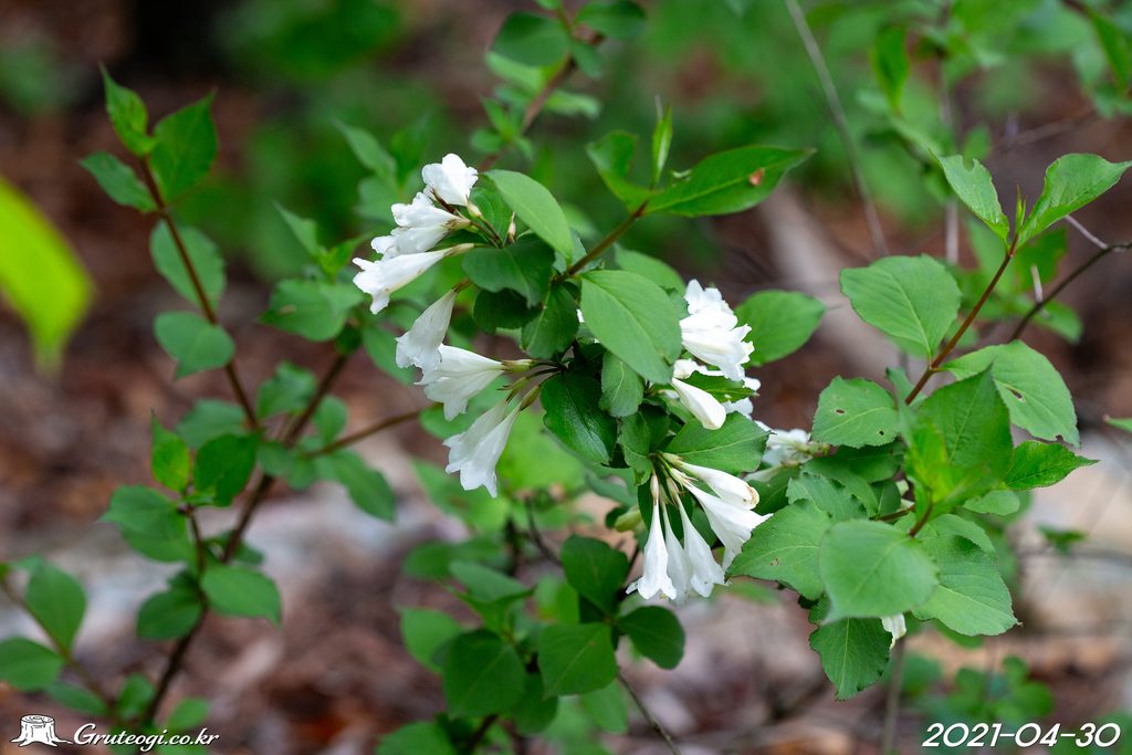 Weigela florida flower