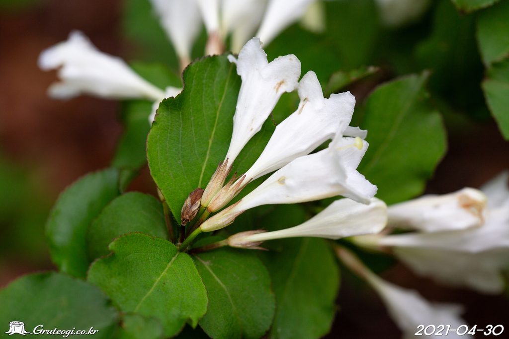 Weigela florida flower
