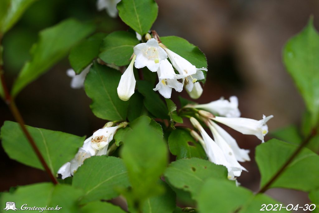 Weigela florida flower