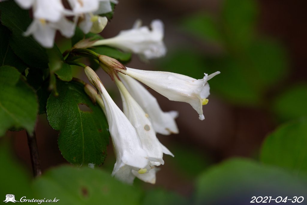 Weigela florida flower
