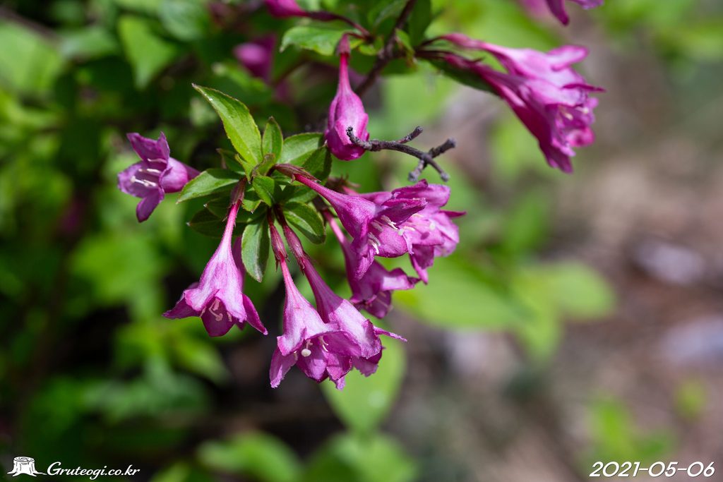 Weigela florida flower