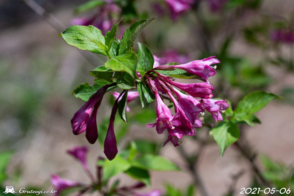 Weigela florida flower