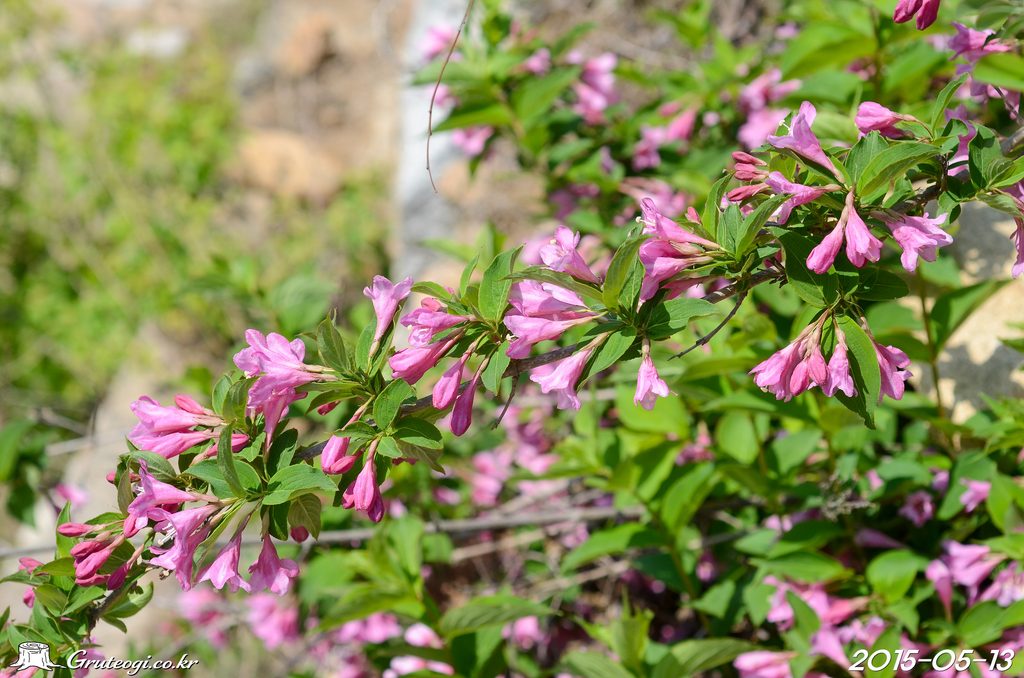 Weigela florida flower