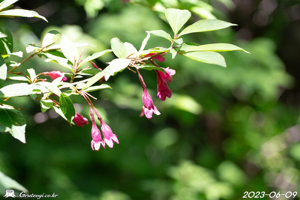 Weigela florida flower