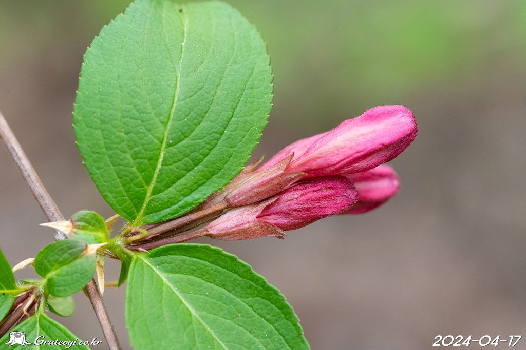 Weigela florida flower