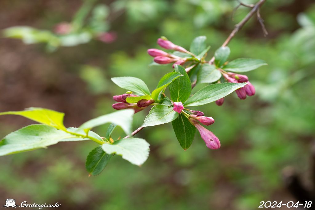 Weigela florida flower