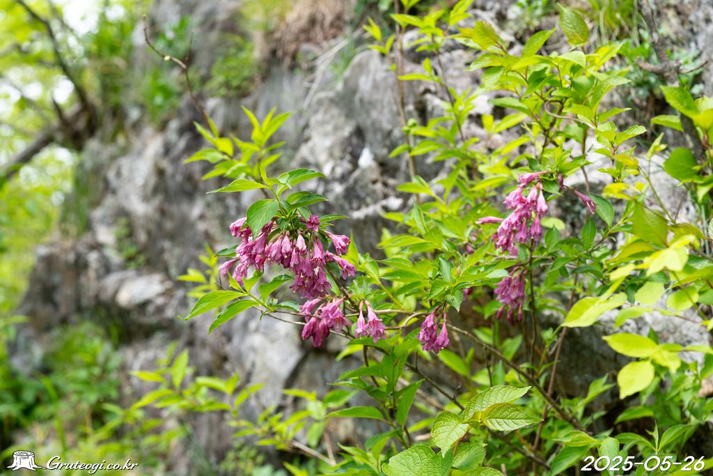 Weigela florida flower