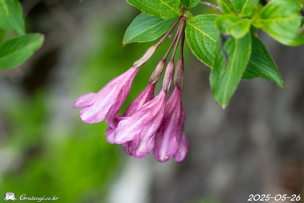 Weigela florida flower