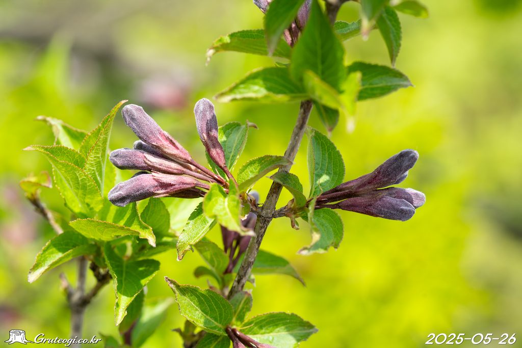 Weigela florida flower