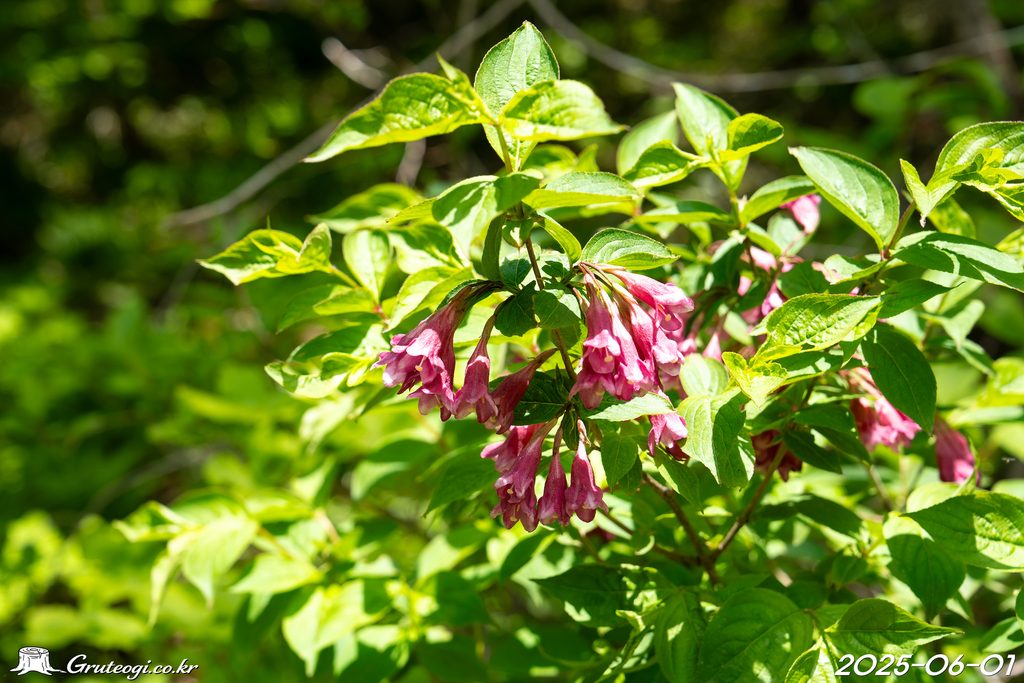 Weigela florida flower