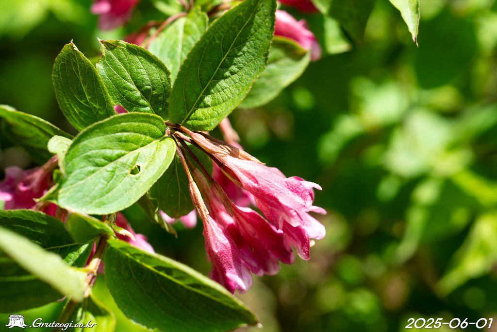 Weigela florida flower