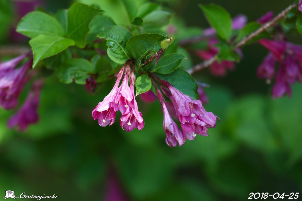 Weigela florida flower