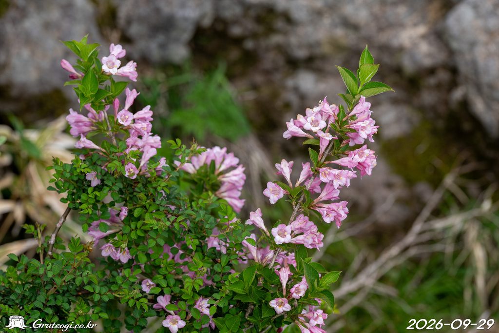 Weigela florida flower