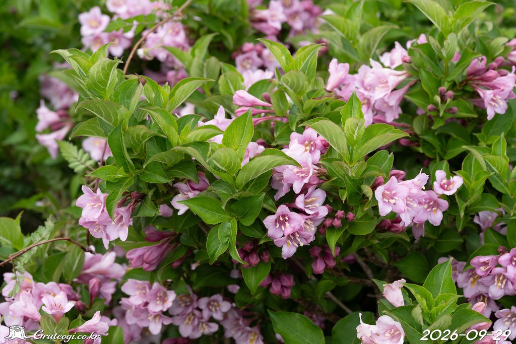 Weigela florida flower