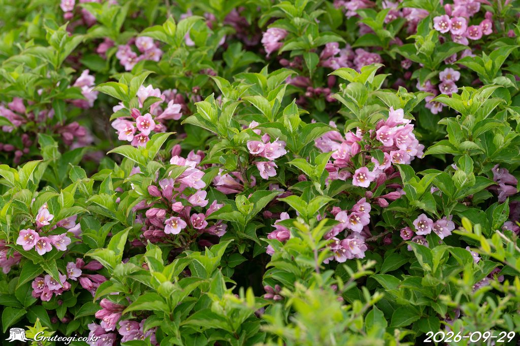 Weigela florida flower