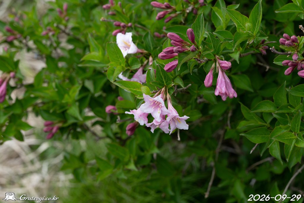 Weigela florida flower