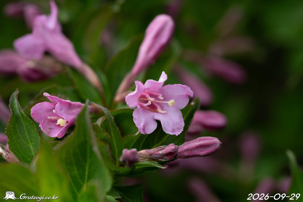 Weigela florida flower