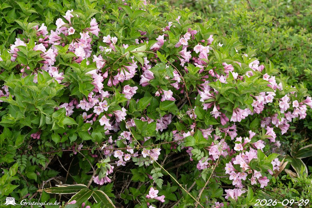 Weigela florida flower