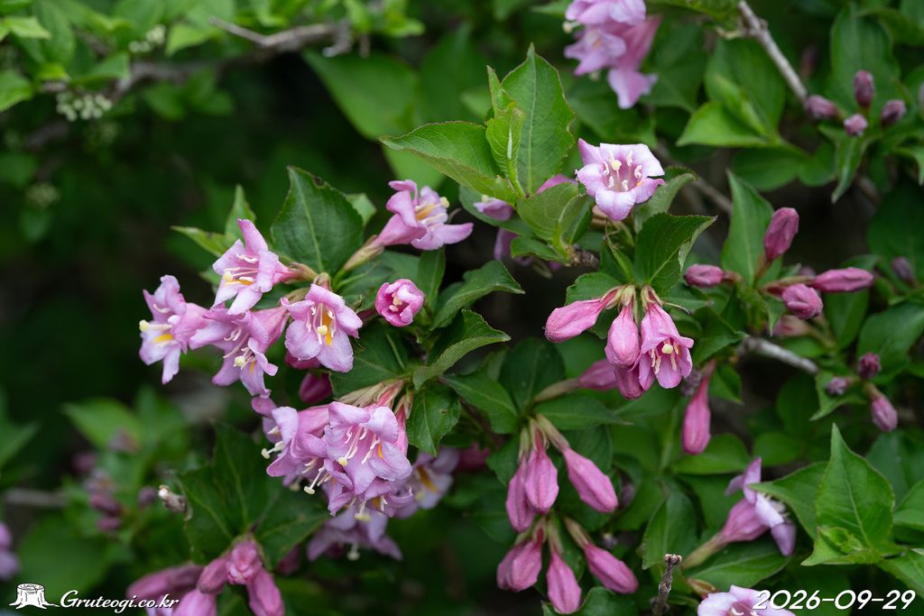 Weigela florida flower