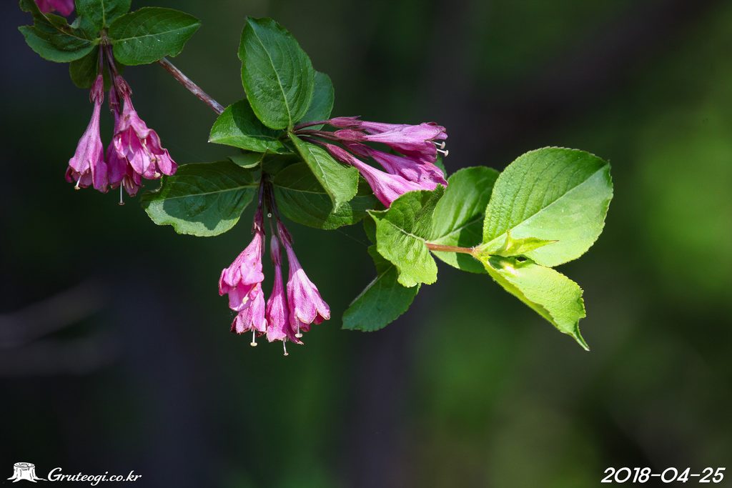Weigela florida flower