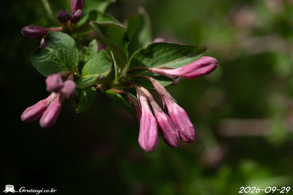 Weigela florida flower