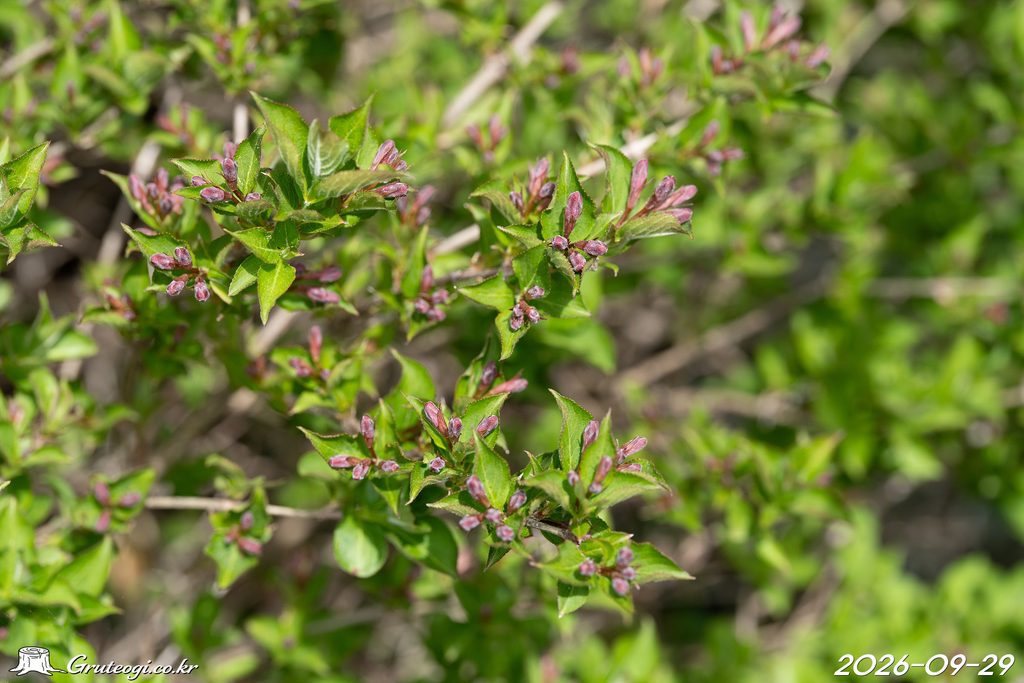 Weigela florida flower