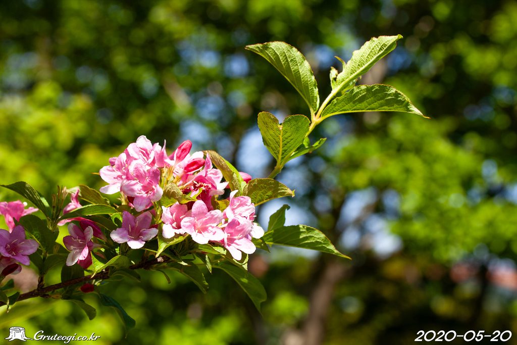 Weigela florida flower
