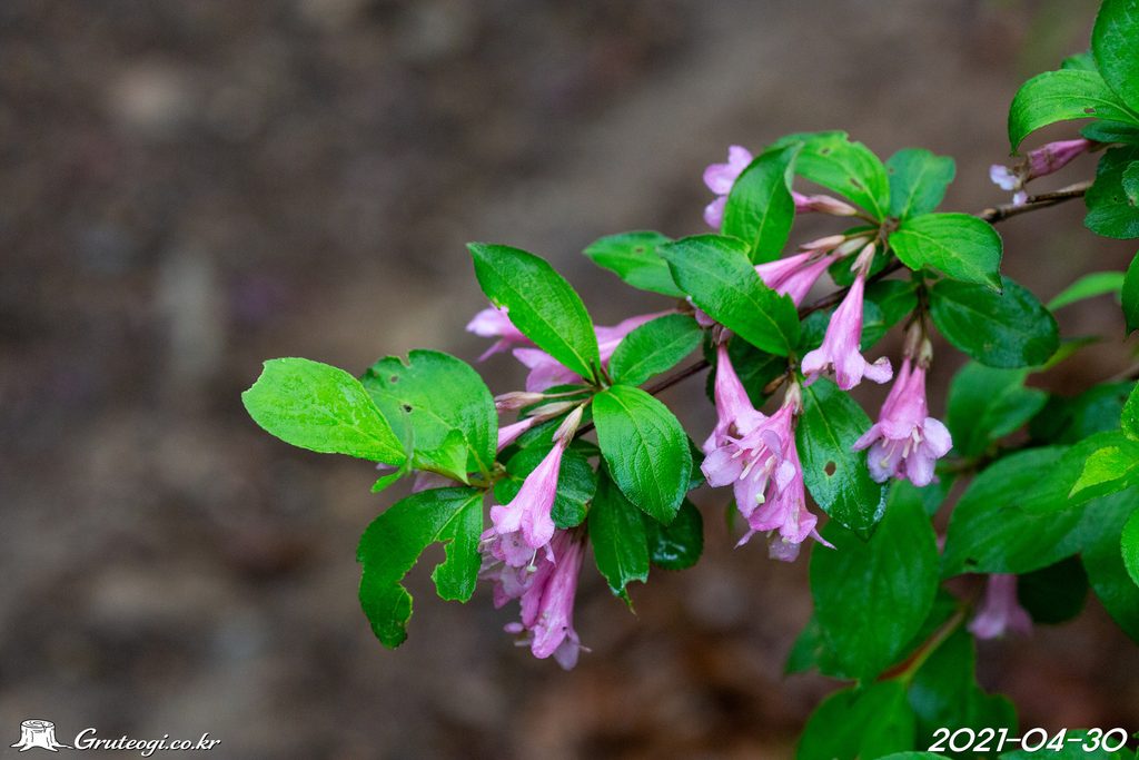 Weigela florida flower