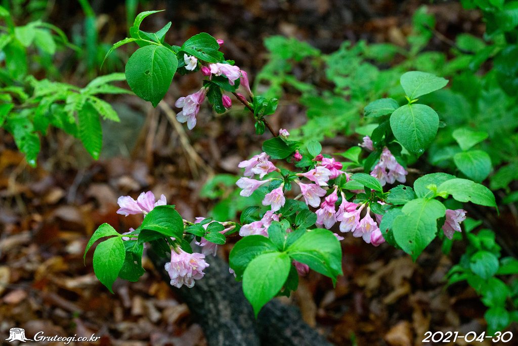 Weigela florida flower