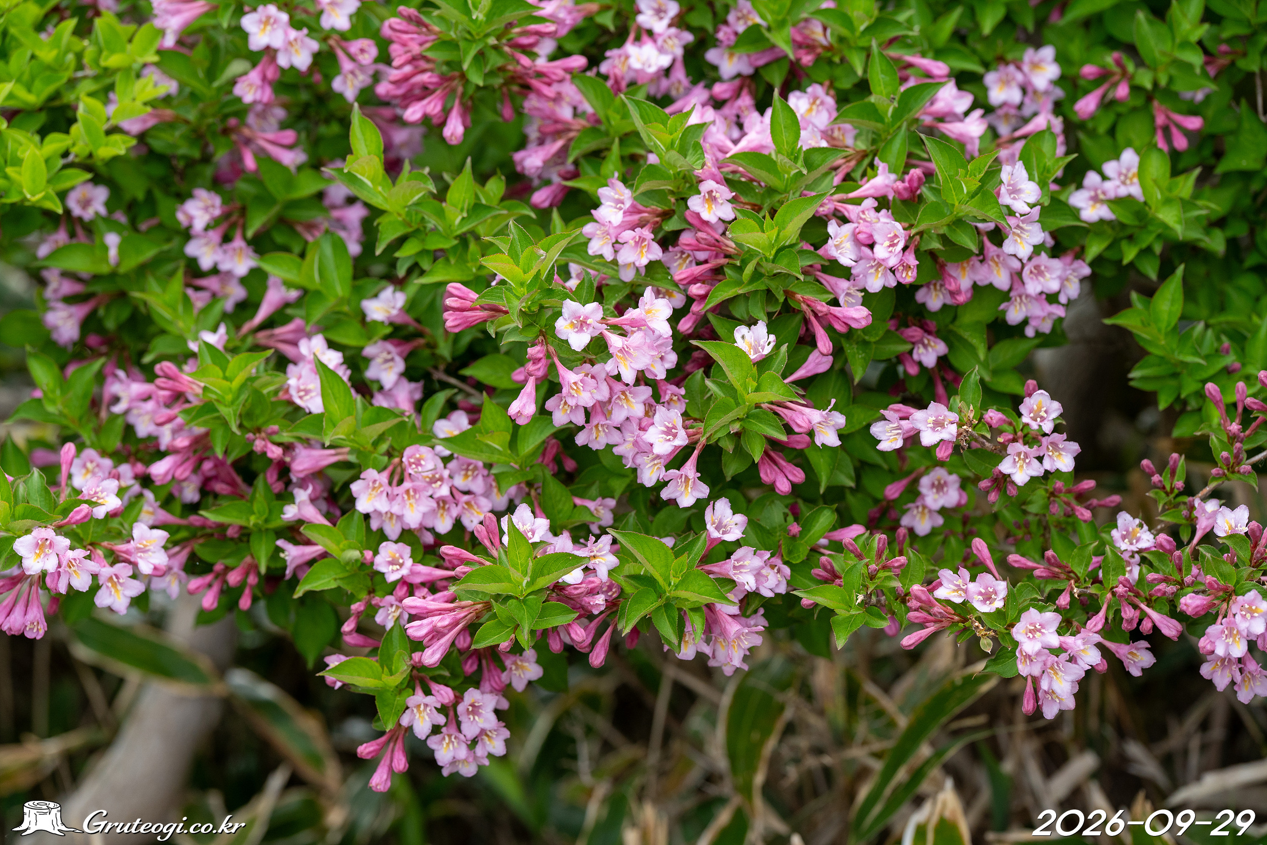Weigela florida flower main