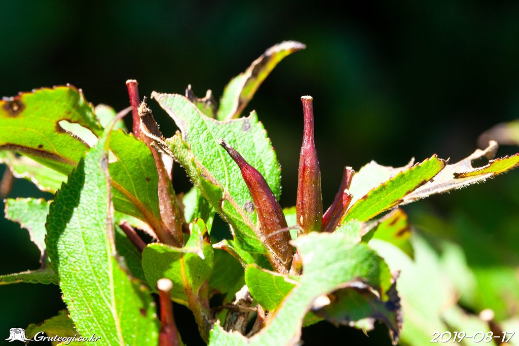 Weigela florida fruit