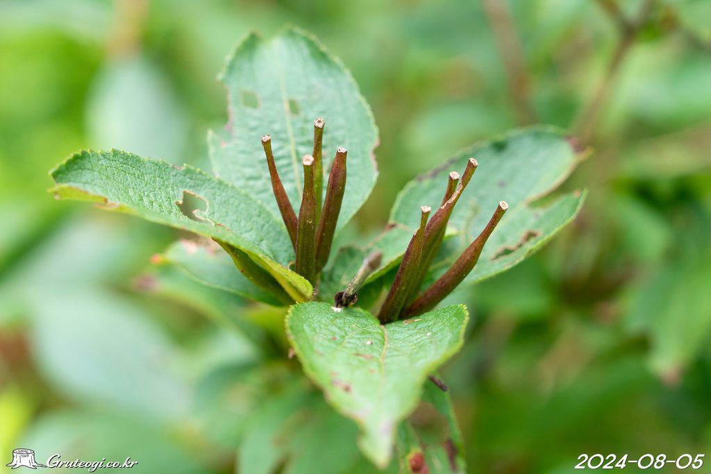 Weigela florida fruit