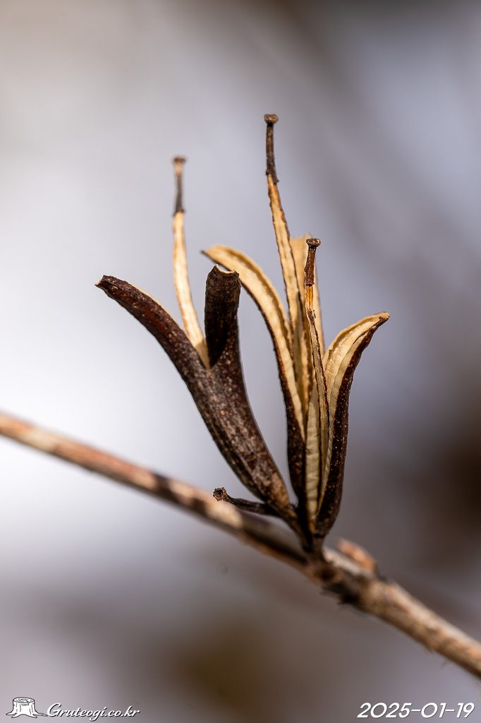 Weigela florida fruit