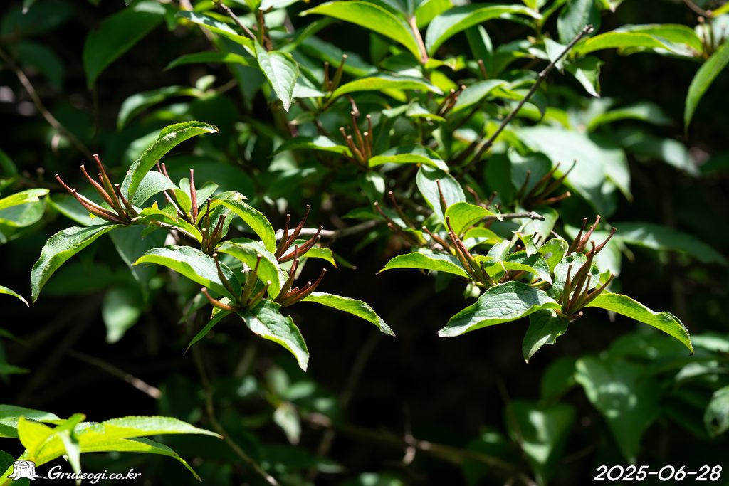 Weigela florida fruit