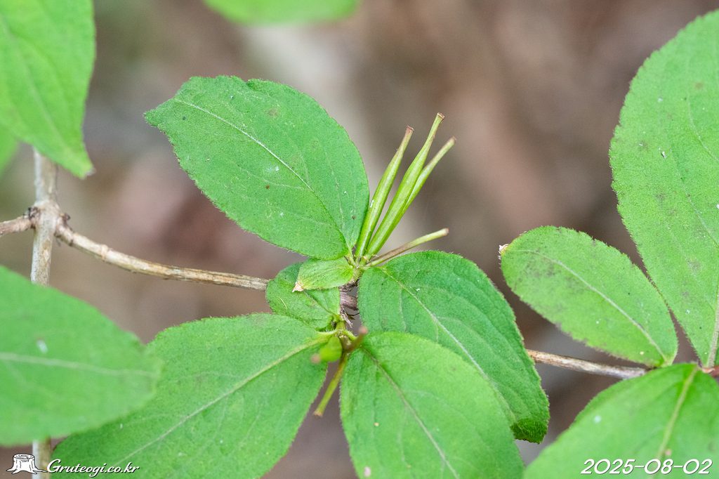 Weigela florida fruit
