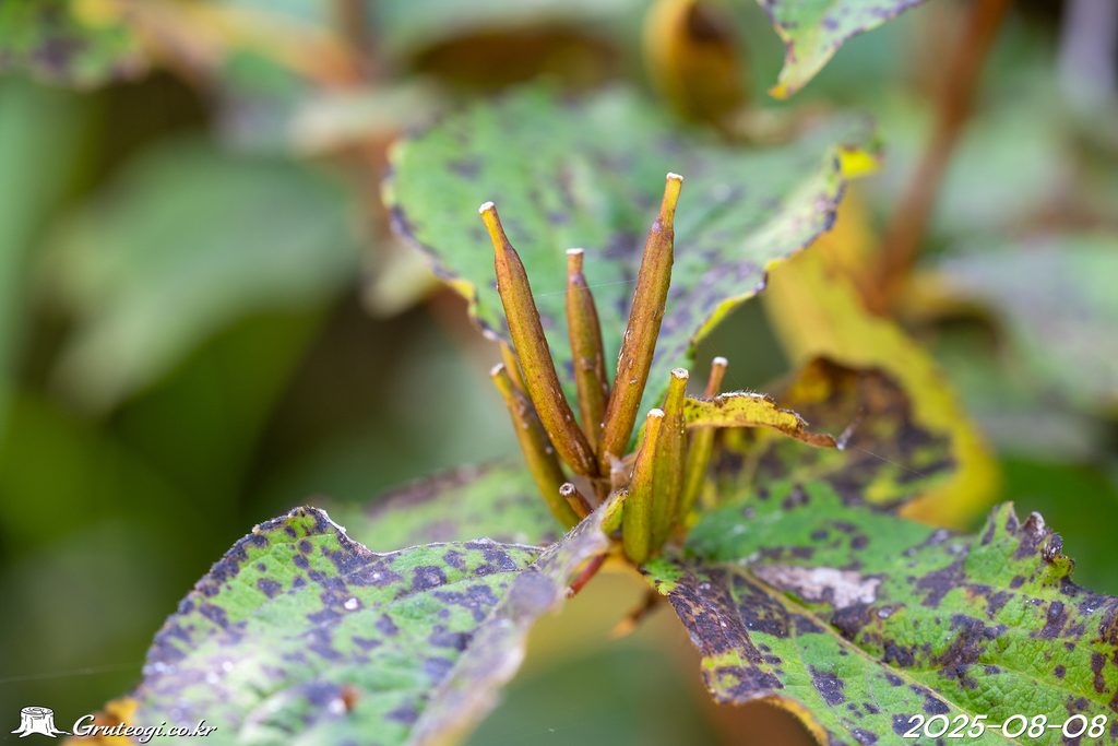 Weigela florida fruit