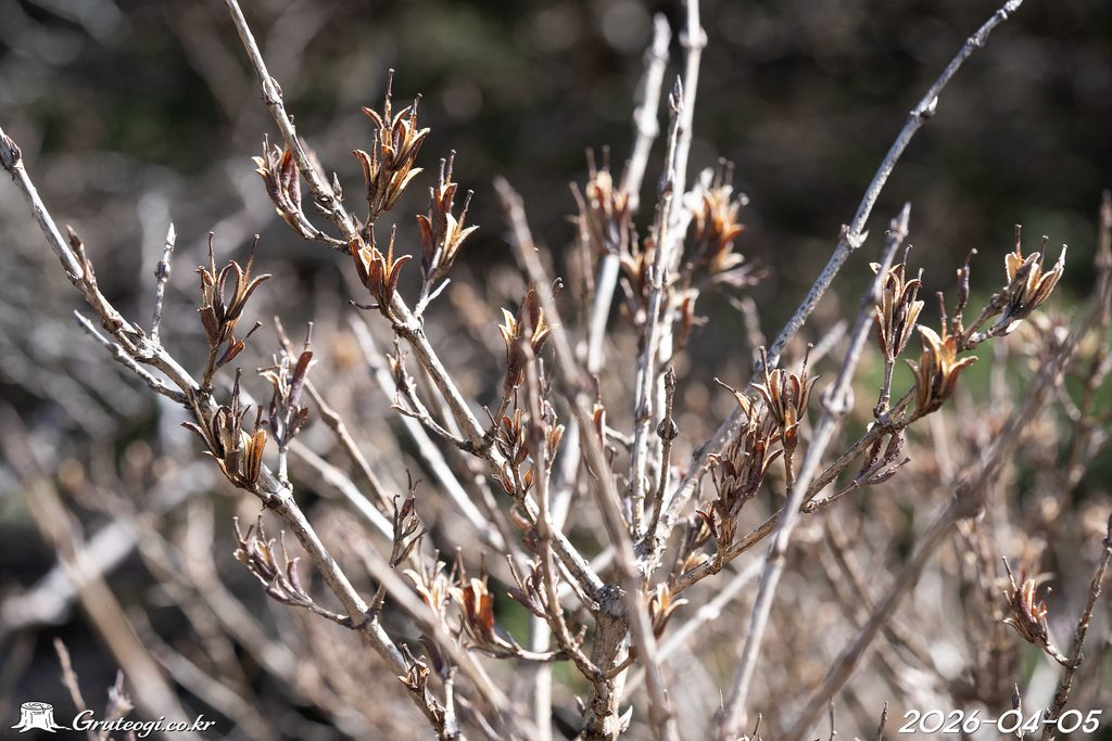 Weigela florida fruit