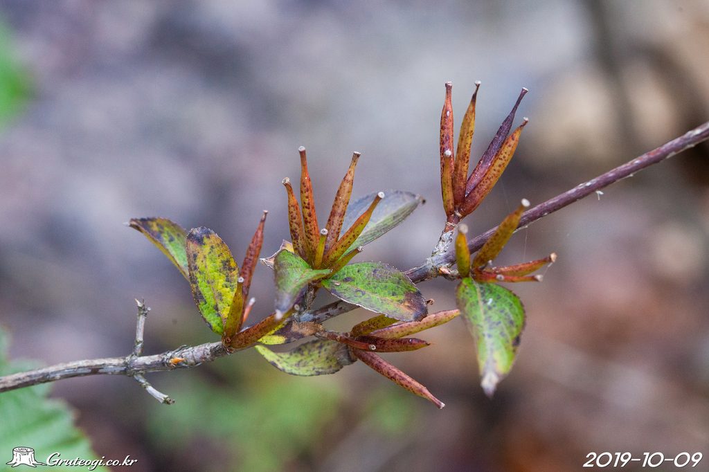 Weigela florida fruit
