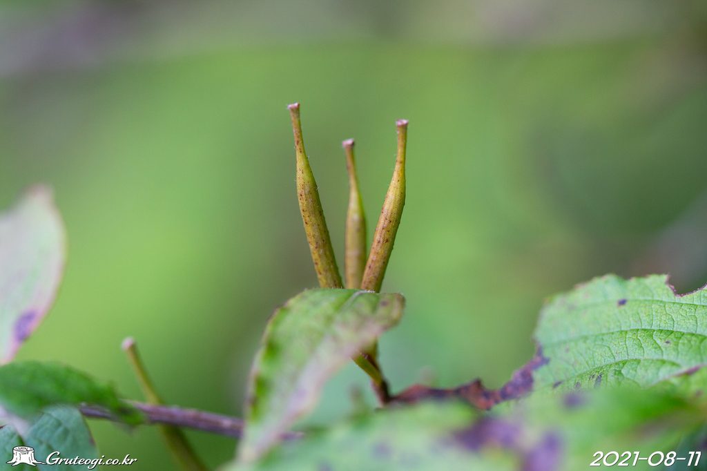 Weigela florida fruit