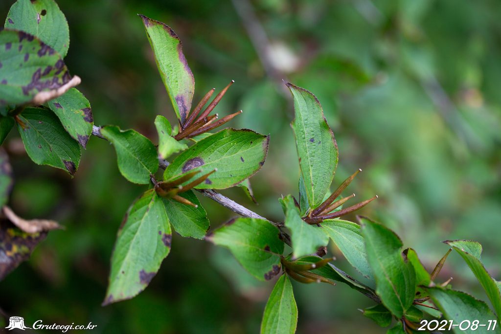 Weigela florida fruit