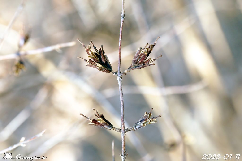 Weigela florida fruit
