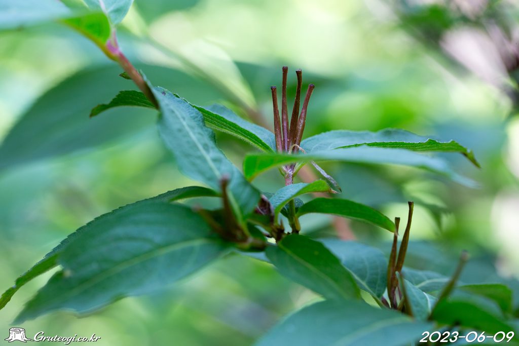Weigela florida fruit