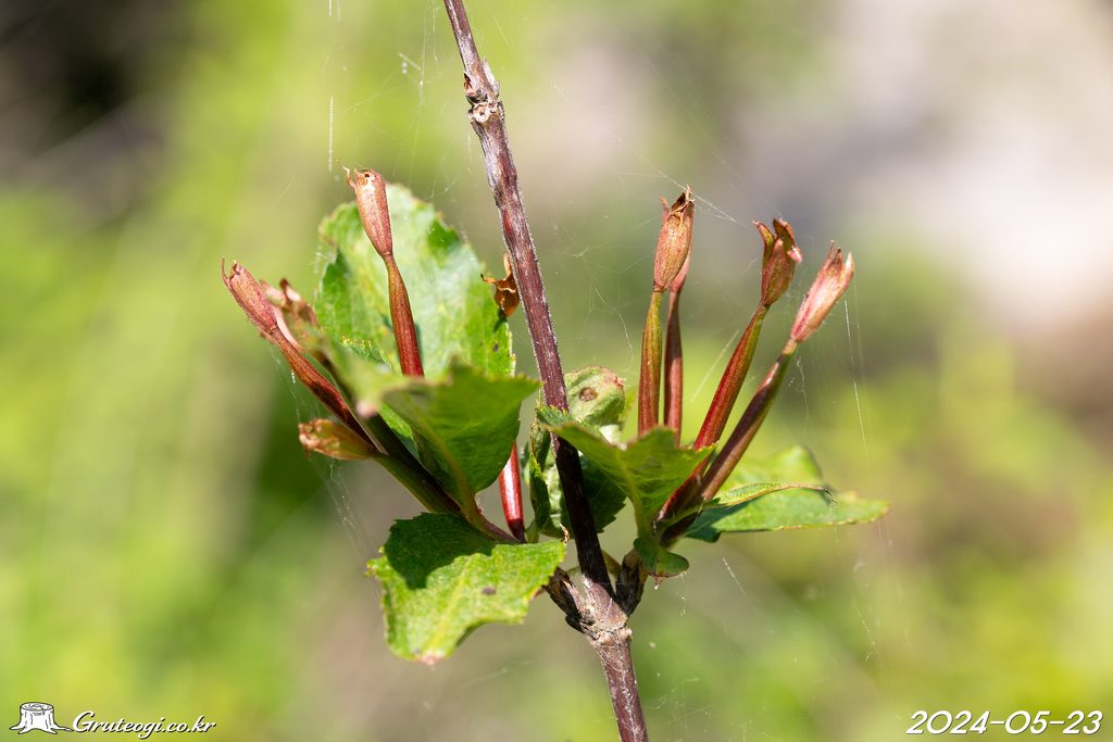 Weigela florida fruit