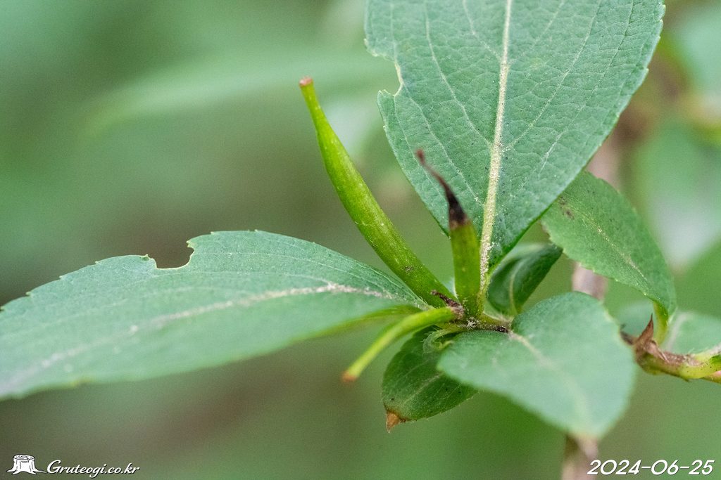 Weigela florida fruit