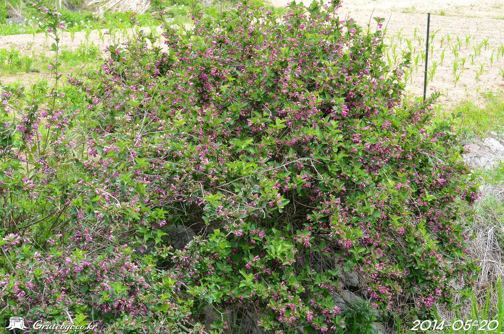 Weigela florida habit